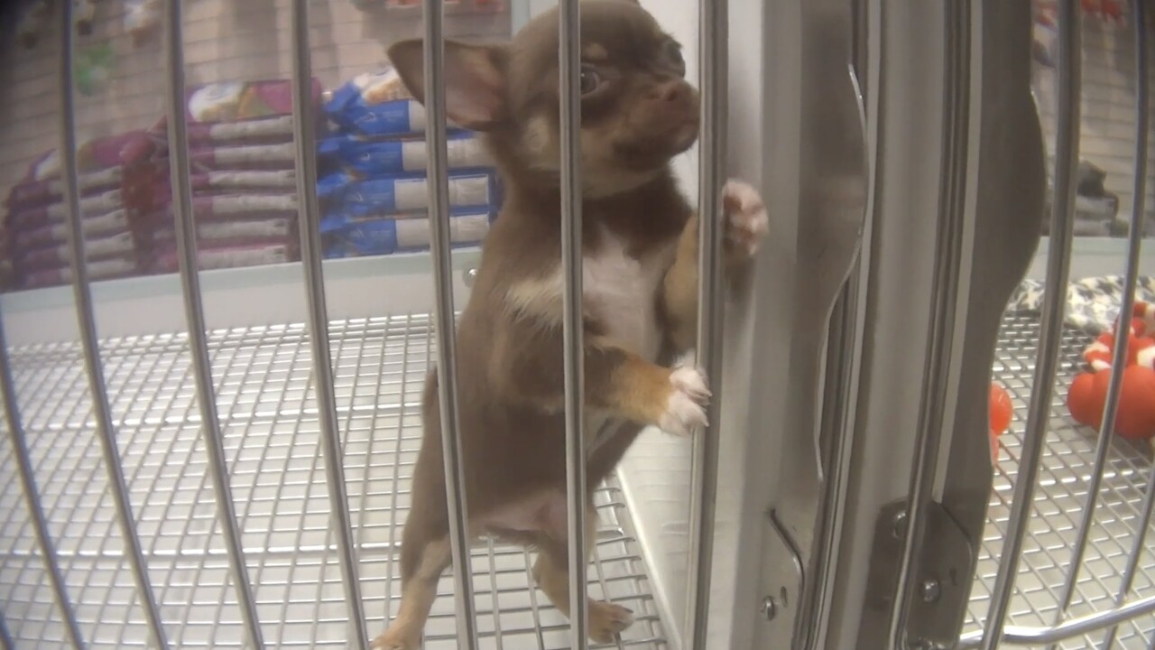 Should i buy a dog online from petland